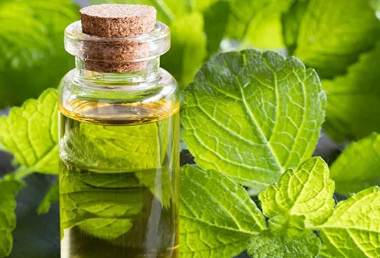 Lemon Balm (Melissa) Essential Oil